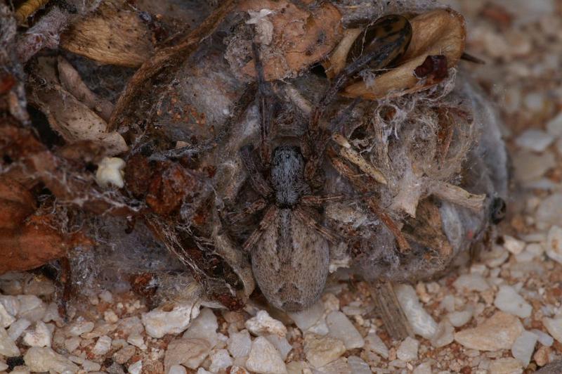 Phryganoporus_canididus_D3615_Z_87_Hamelin pool_Australie.jpg